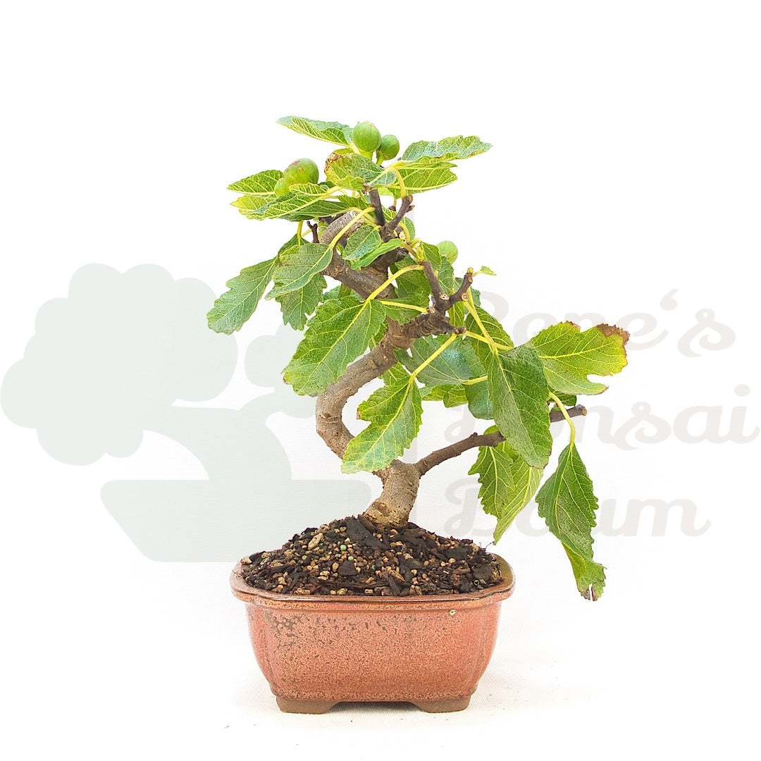 Essfeige 'Ficus carica'